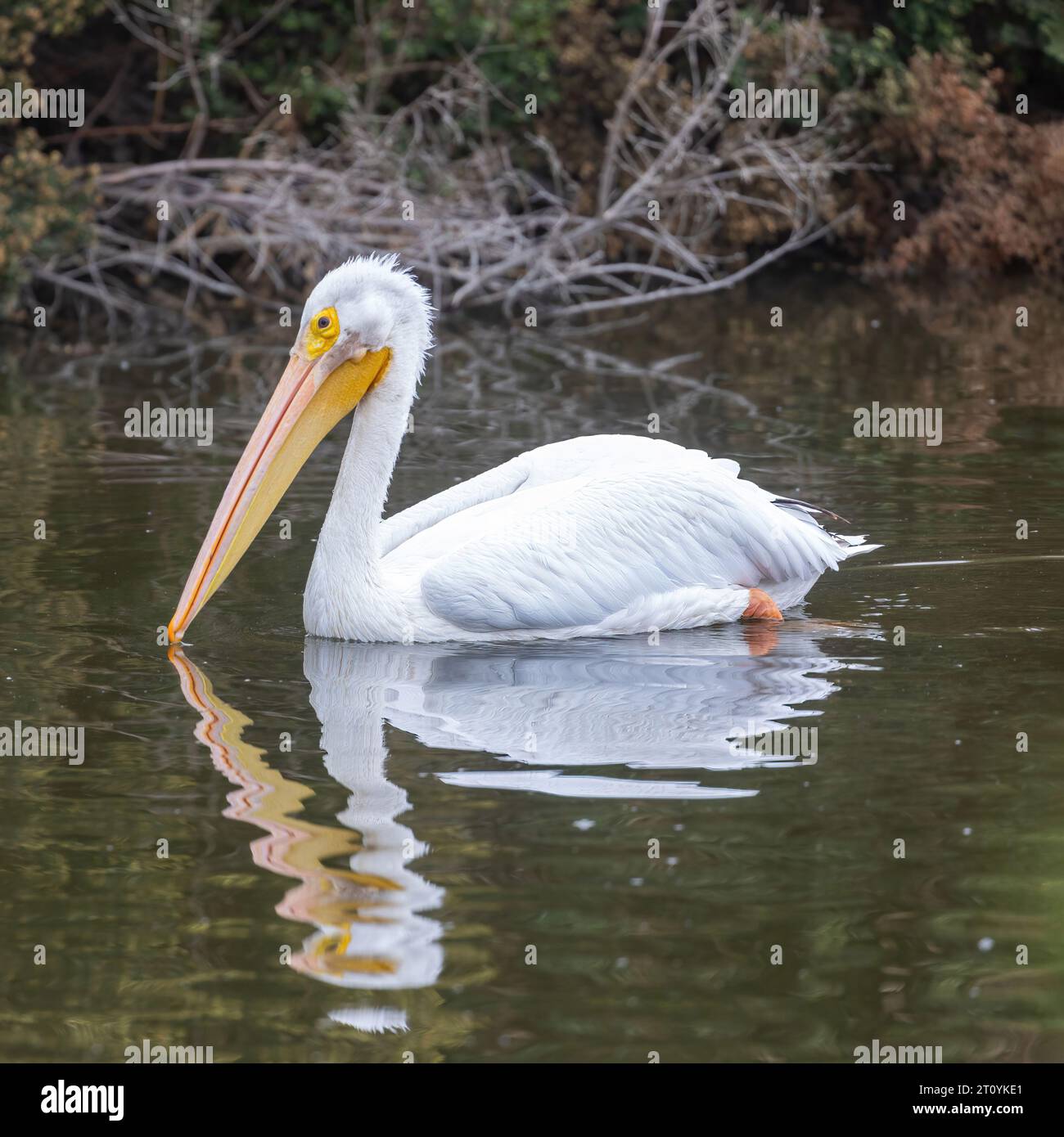American White Pelican adulte nageant au marais. Emily Renzel Wetlands, comté de Santa Clara, Californie, États-Unis. Banque D'Images