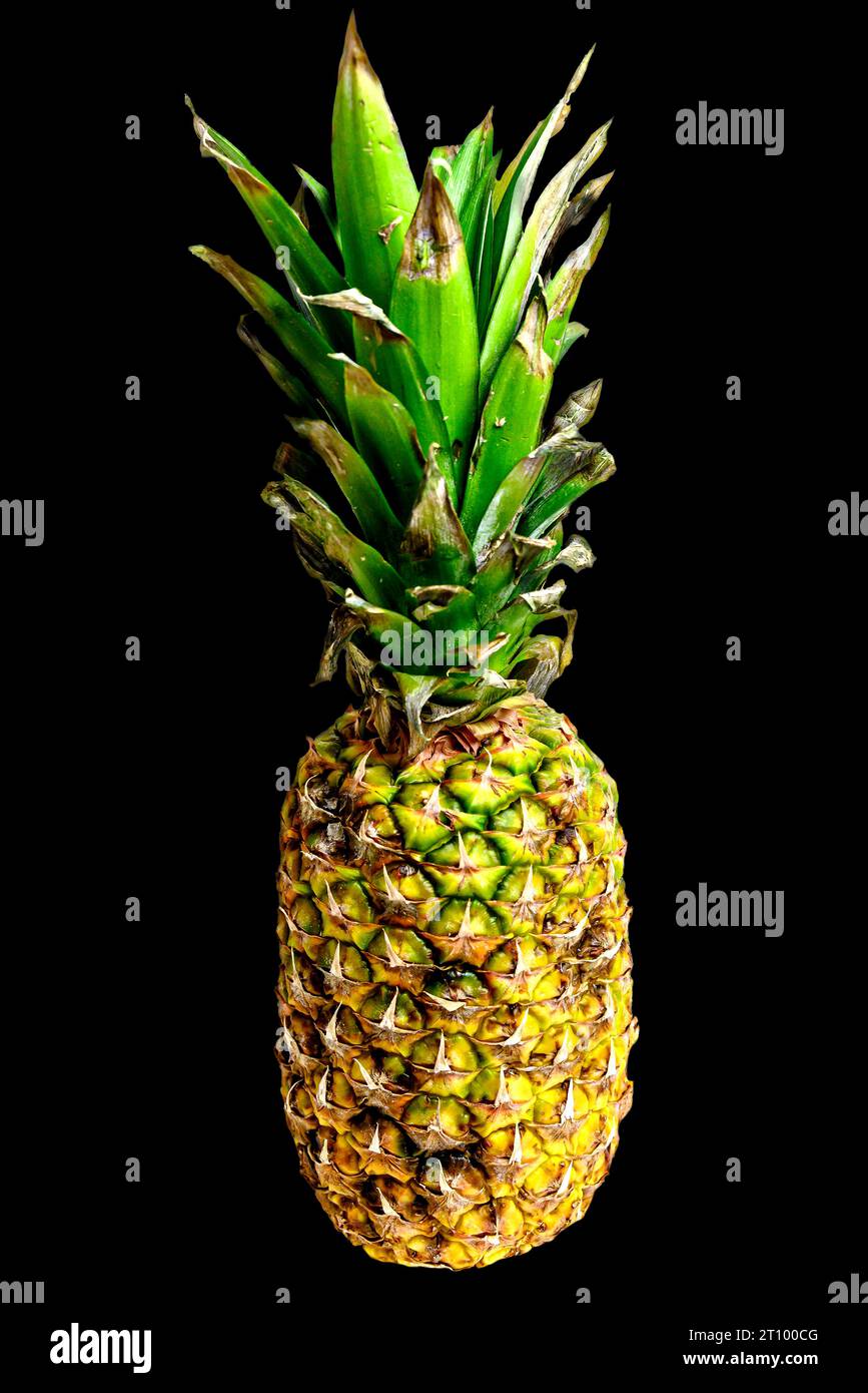 Ananas entier isolé sur fond noir. Tir vertical. Style de vie sain Banque D'Images