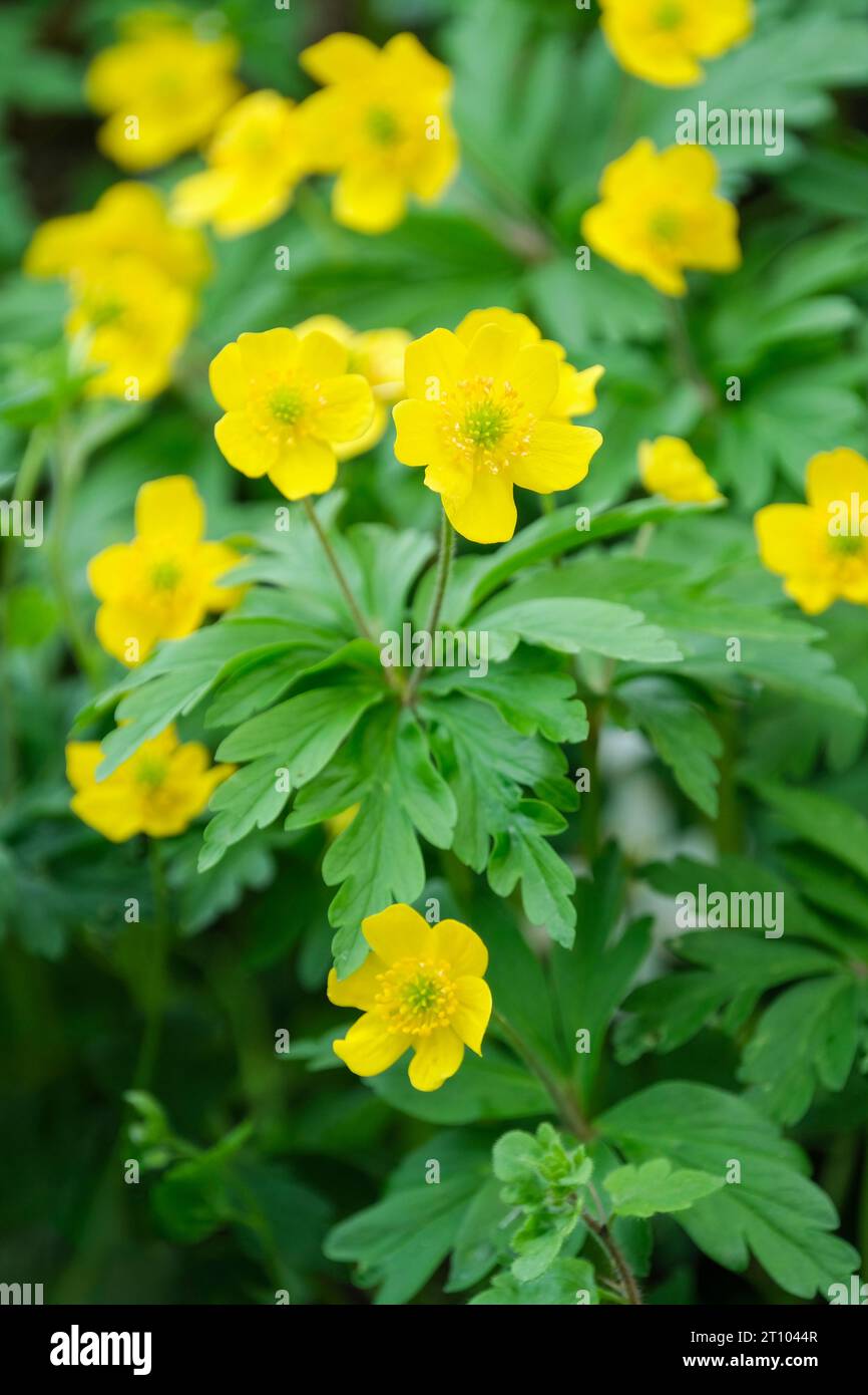 Anemonoides ranunculoides, anémone jaune, anémone de bois jaune, anémone buttercup, fleurs jaunes simples au début du printemps Banque D'Images