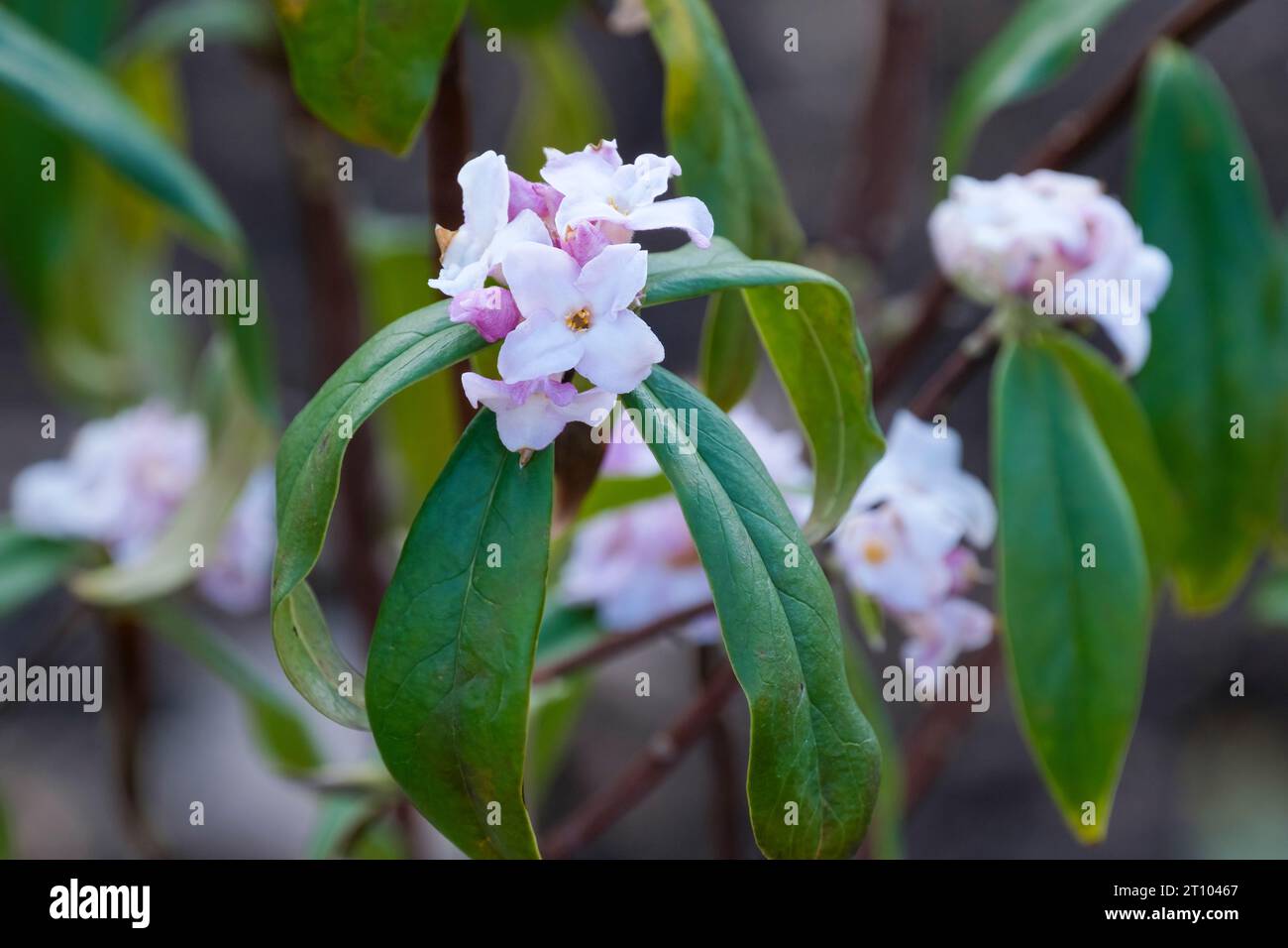Daphne bholua Jacqueline Postill, fleurs roses violacées et blanches en grappes terminales à la fin de l'hiver/début du printemps Banque D'Images