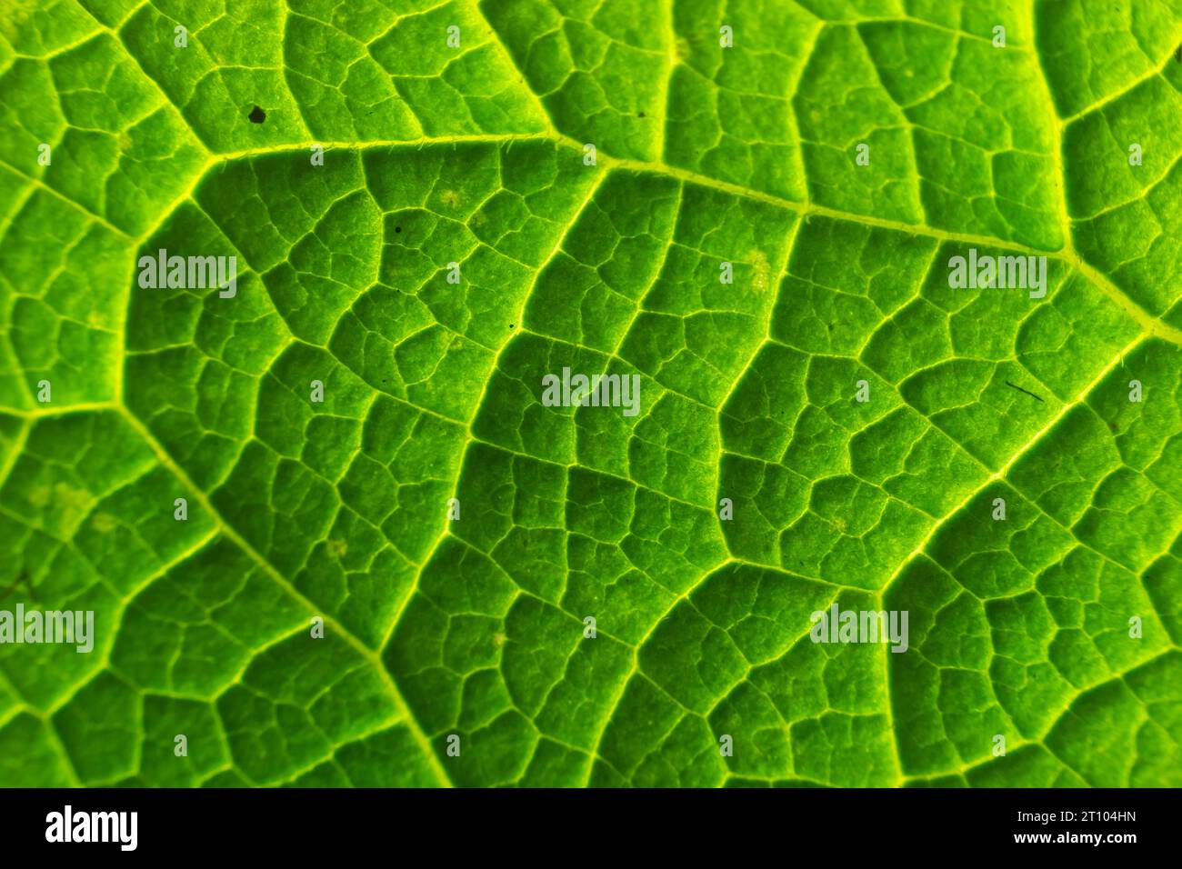 Texture des feuilles de vert abstrait pour l'arrière-plan. Environnement naturel, concept écologique. Banque D'Images