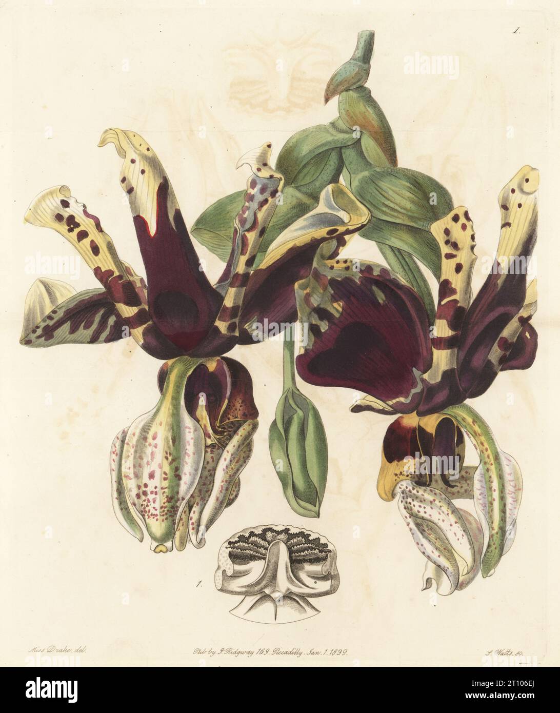 Orchidée stanhopea à fleurs tigrées, Stanhopea tigrina. Originaire du Mexique, importé de Xalapa, élevé par le pépinière William Rollisson de Tooting. Gravure sur cuivre coloriée à la main par Stephen Watts d’après une illustration botanique de Sarah Drake tirée du registre botanique d’Edwards, édité par John Lindley, publié par James Ridgway, Londres, 1839. Banque D'Images