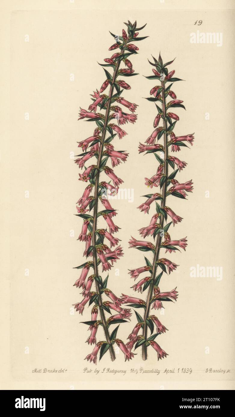 Santé commune, Epacris impressa. Eparis dénoyauté à petites fleurs, Eparis impressa, var. parviflora. Originaire d'Australie, envoyé par le botaniste Ronald Campbell Gunn de Van Diemen's Land (Tasmanie). Gravure sur cuivre coloriée à la main par George Barclay d’après une illustration botanique de Sarah Drake tirée du registre botanique d’Edwards, édité par John Lindley, publié par James Ridgway, Londres, 1839. Banque D'Images