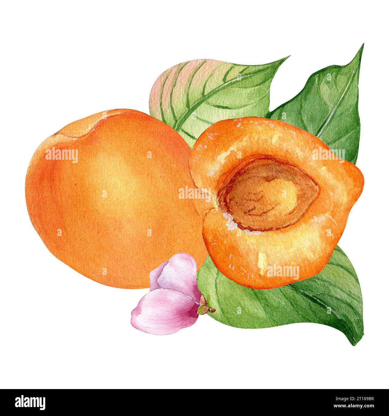 Illustration à l'aquarelle avec des abricots entiers, fruits segmentés avec des feuilles isolées sur fond blanc. Nectarine orange, fleur de pêche dessinée à la main. Conception Banque D'Images