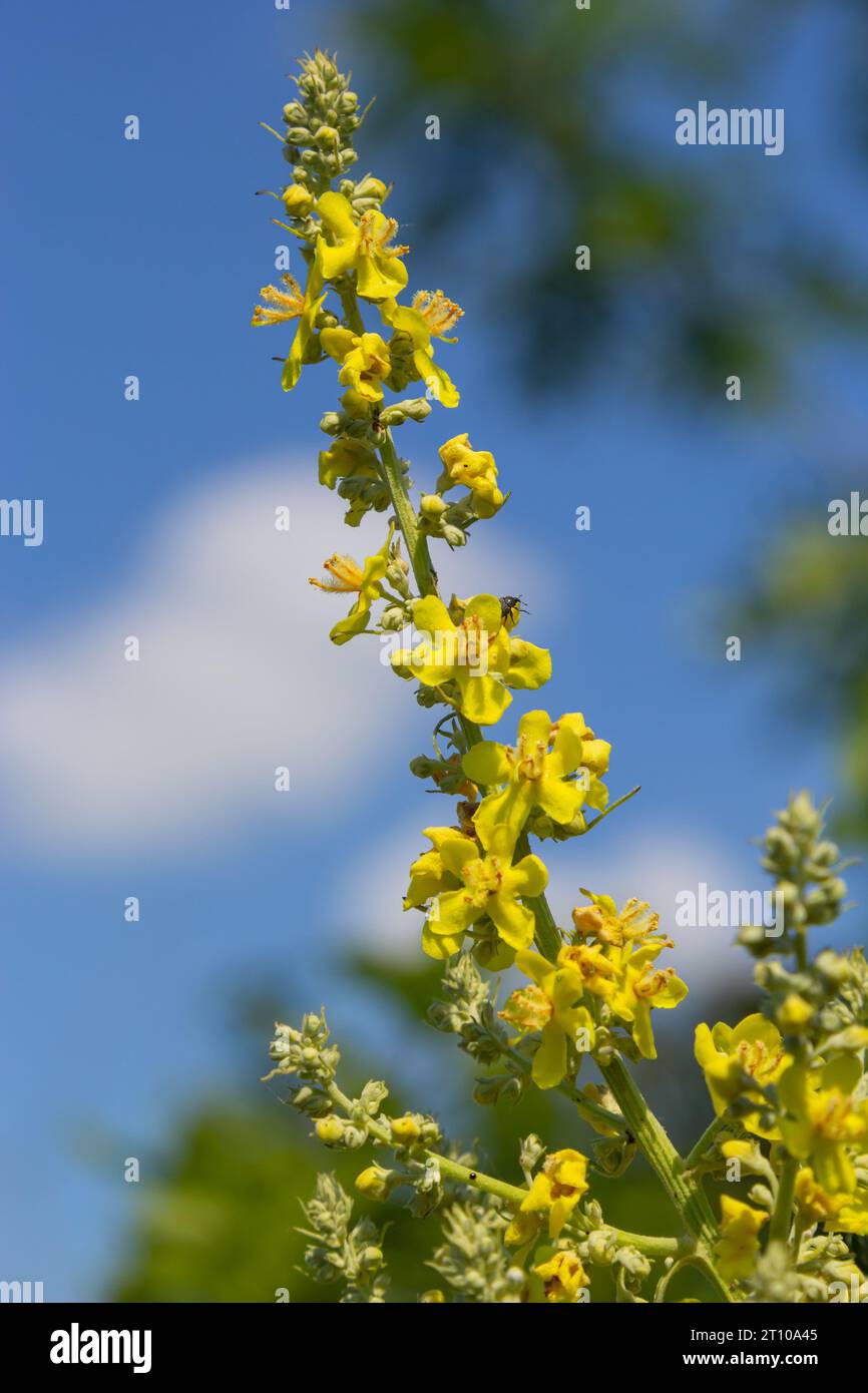 Mullein Verbascum dans un environnement naturel de croissance. La plante est très appréciée en médecine de fines herbes, elle est utilisée sous forme d'infusions, de décoctions, d'oint Banque D'Images