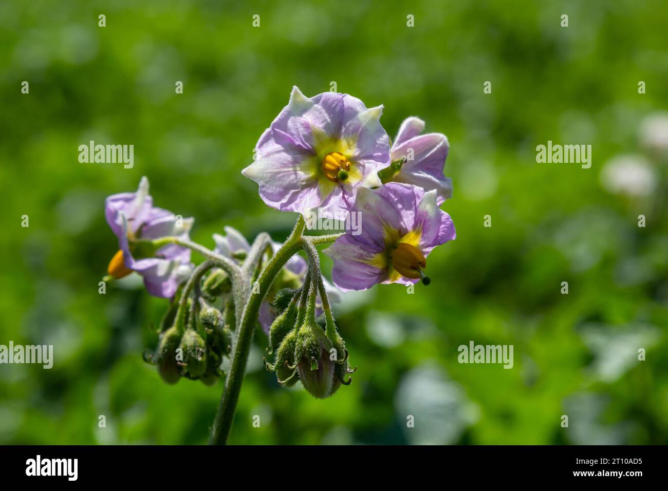 Jeunes pommes de terre à fleurs sur un champ vert, ferme, concept d'agriculture biologique. Banque D'Images