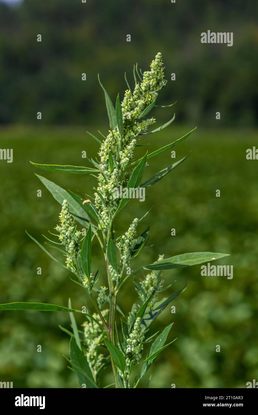 L'album de Chenopodium est également appelé quartiers d'agneau, melde, goosefoot ou gros-poule. Banque D'Images