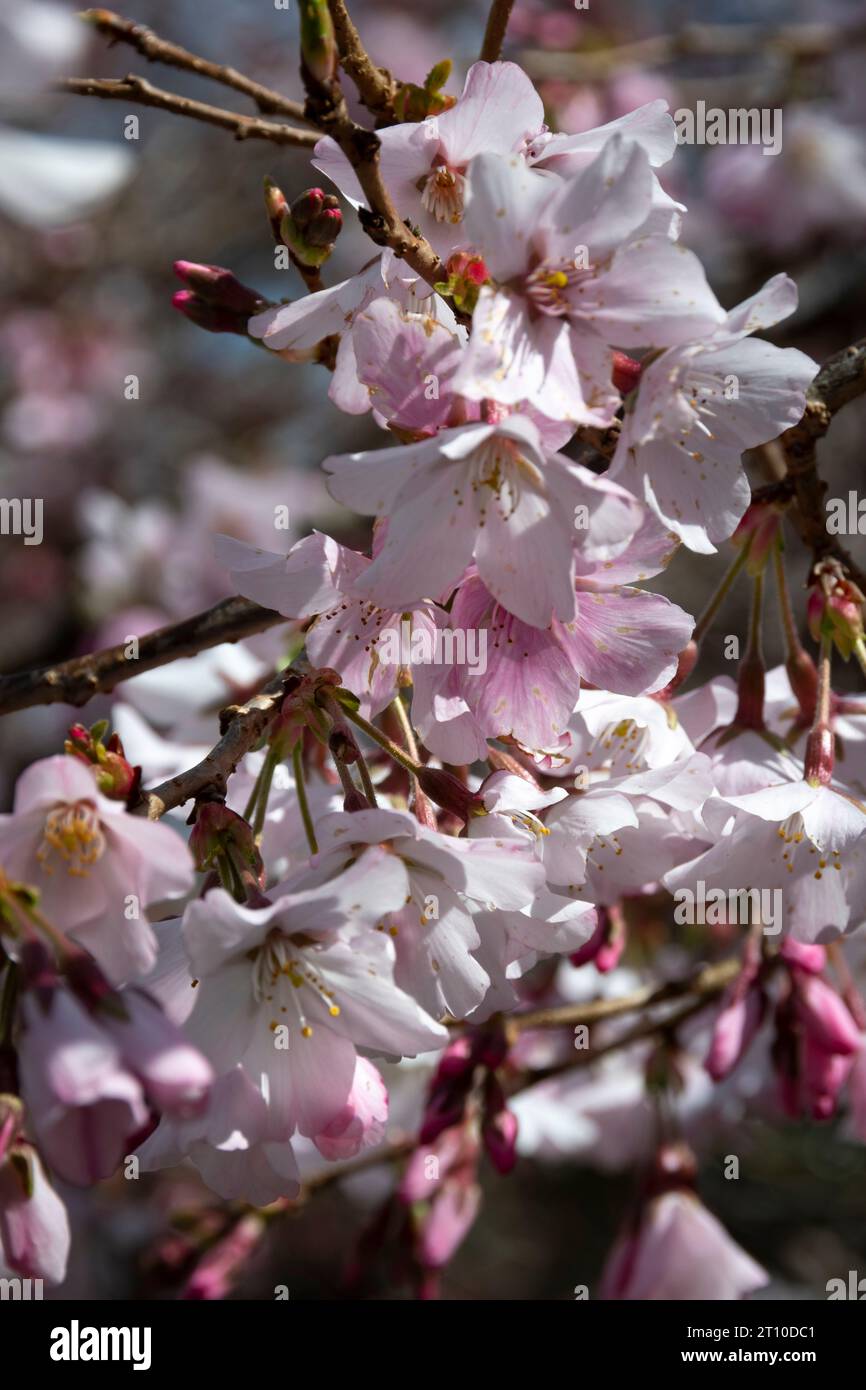 Cerisier en fleurs dans Blossom Valley, jardins Aston Norwood, Kaitoke, Upper Hutt, Wellington, île du Nord, Nouvelle-Zélande Banque D'Images