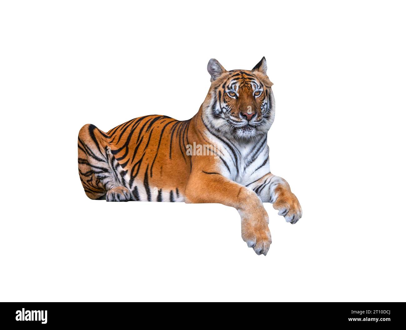 Portrait isolé de Tigre de Bengale est accroupi sur un fond blanc, corps entier Tigre de Bengale sur blanc. Banque D'Images