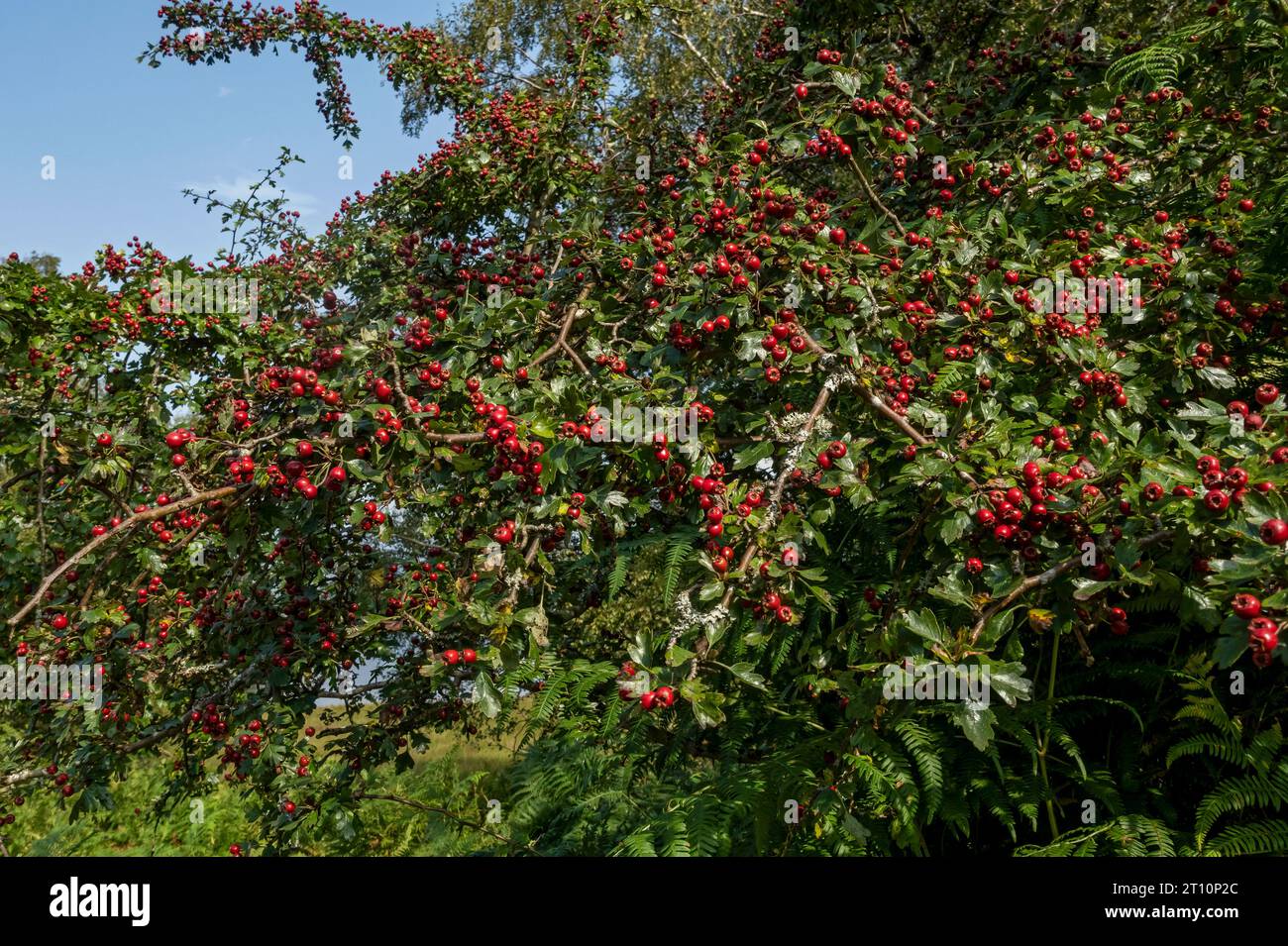 Baies d'aubépine rouge (Crataegus monogyna) poussant dans une hérisson à l'automne Angleterre Royaume-Uni GB Grande-Bretagne Banque D'Images