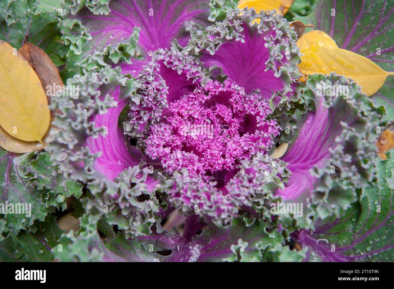 Brassica oleracea utilisé comme plante ornementale d'hiver. Fleurs violettes en fleur avec gouttes de rosée Banque D'Images