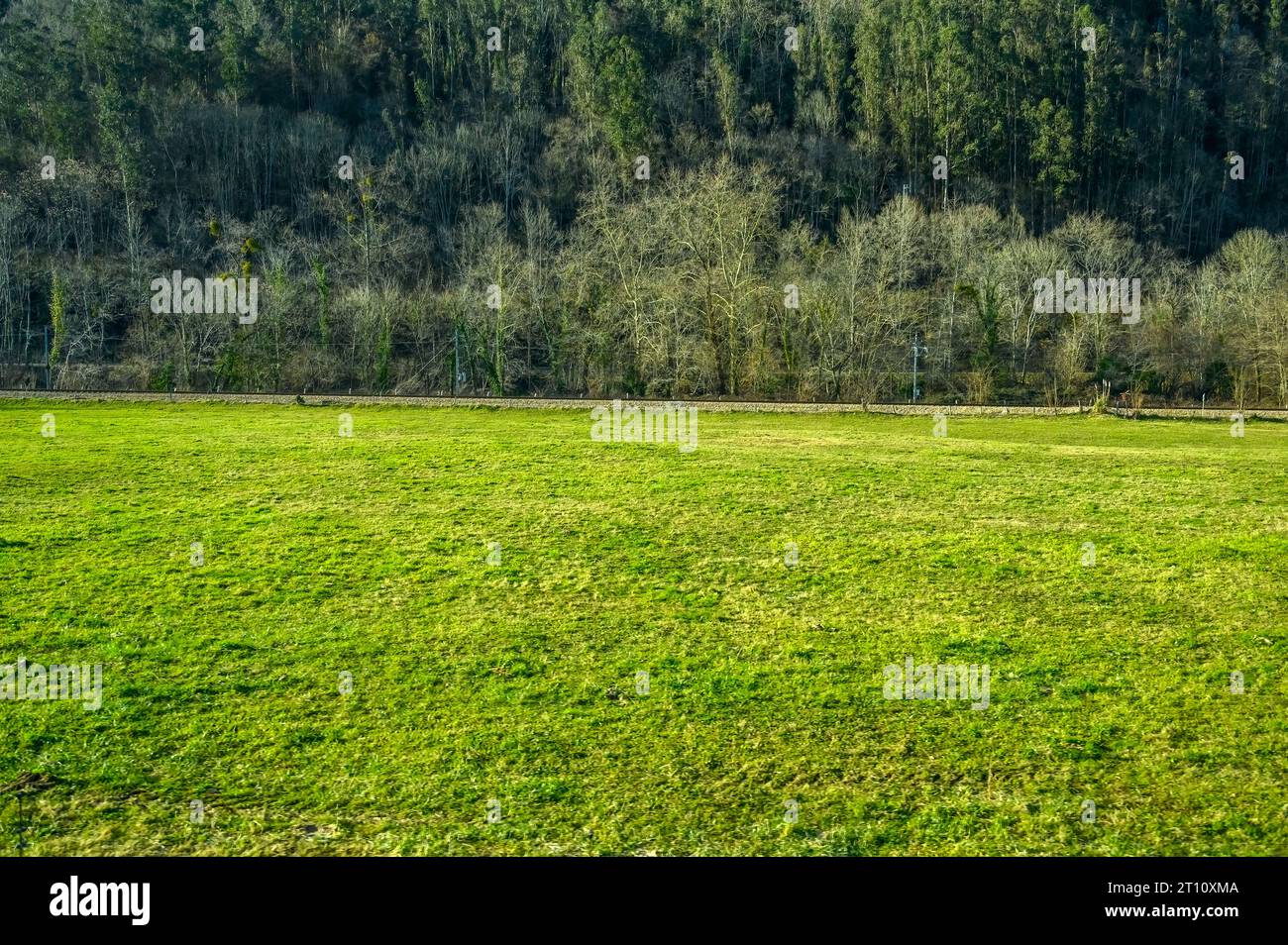 Herbe verte dans une ferme dans la province des Asturies, Espagne Banque D'Images