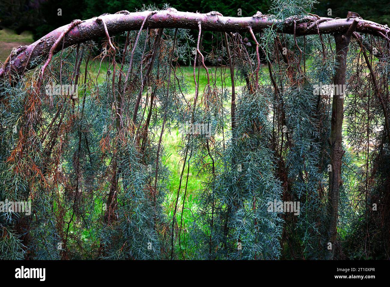 Gros plan du feuillage bleu-vert en forme d'aiguille du conifère cupressus arizonica glabra Angaston. Banque D'Images