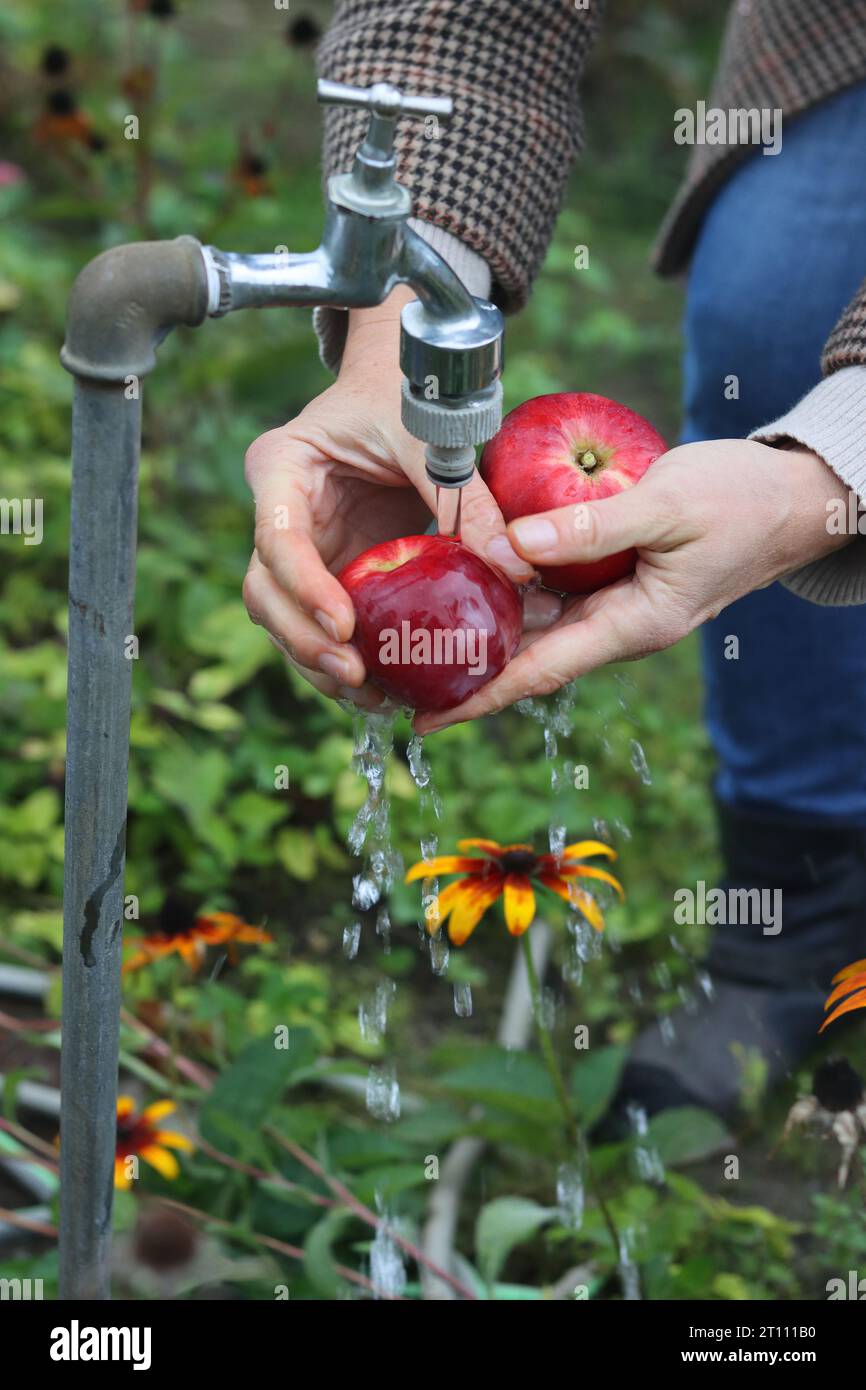 Mains de femme d'âge moyen lavant la pomme rouge sous le jet d'eau coulant du robinet dans le jardin. Banque D'Images