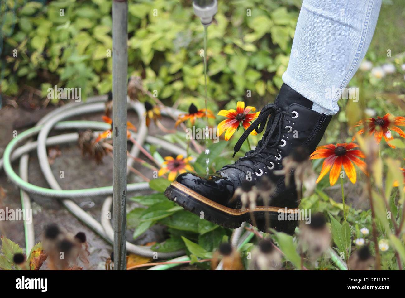Femme lavant les bottes à lacets en cuir noir sous le robinet d'eau dans le jardin. Des gouttes d'eau sur les chaussures. Jambe portant jeance et bottes. Fleurs de jardin Banque D'Images