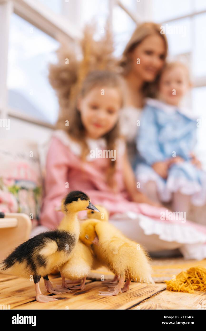 Gros plan du groupe mignon petit canetons jaunes jouant à la marche sur fond de jeune maman heureuse et deux filles gaies en robe assise Banque D'Images