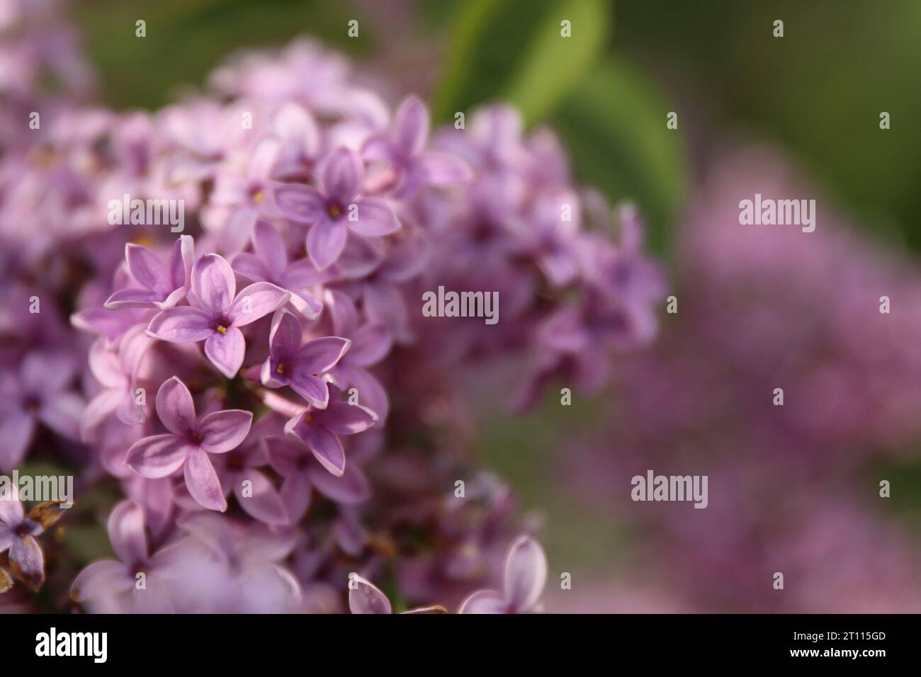 Gros plan de fleurs de lilas. belle branche de fleurs de lilas sur un fond vert, fond de printemps naturel. Mise au point sélective douce. Banque D'Images