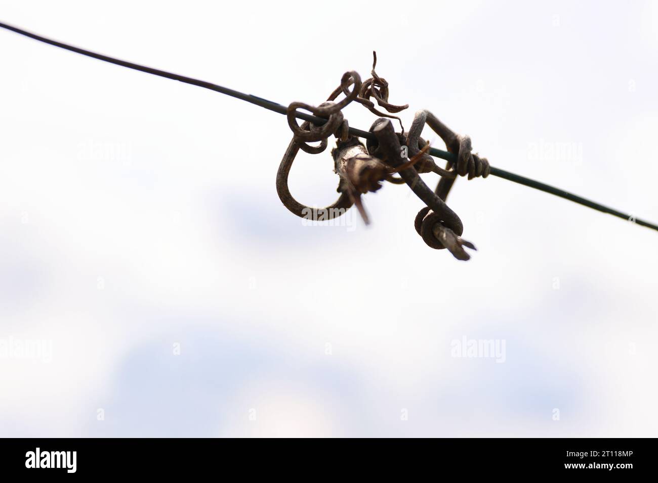 Gros plan des vignes coupées crook sur le fil de guidage dans le vignoble à l'automne. Vrille de vigne. Détail tendril sur le fil. Espace pour le texte. Ciel nuageux bleu Banque D'Images