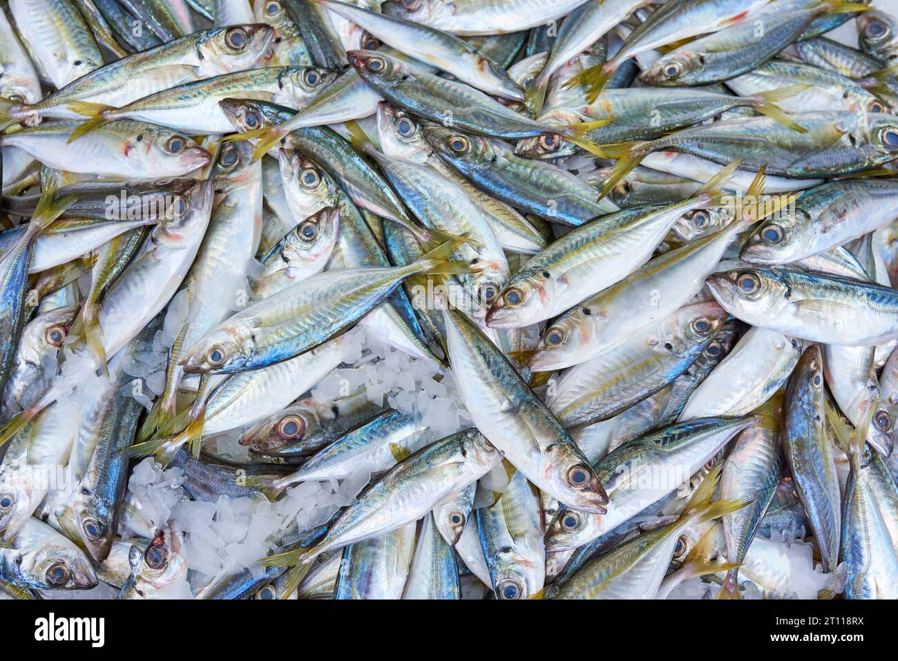 poisson frais de chinchard dans la glace au marché. fond de poisson chinchard. Banque D'Images