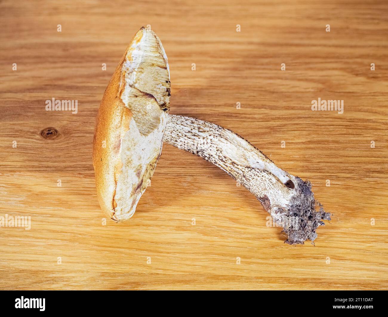 Le champignon Leccinum aux racines intactes et à la calotte de nagé sur une planche de bois Banque D'Images