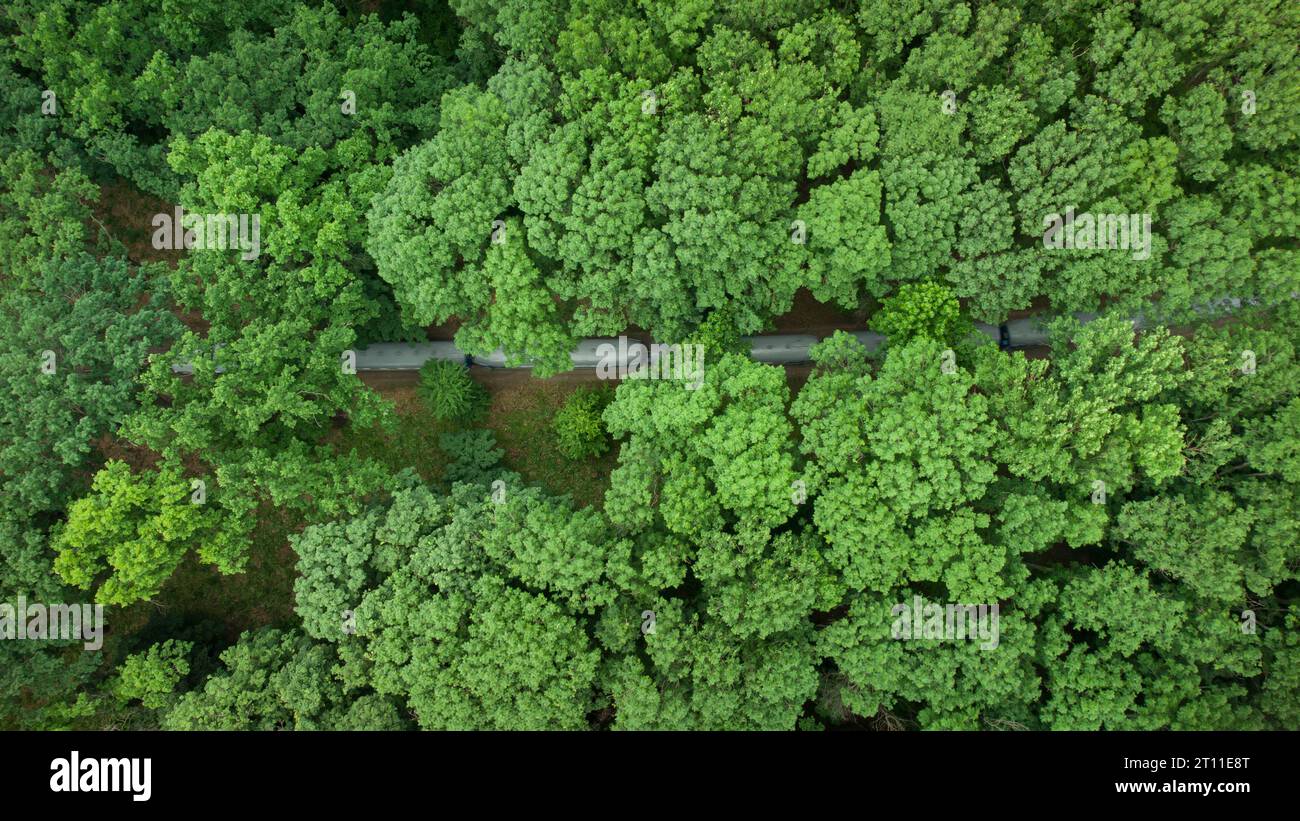 Vue aérienne de dessus d'un train à voie étroite se déplaçant à travers une belle forêt d'été. Banque D'Images