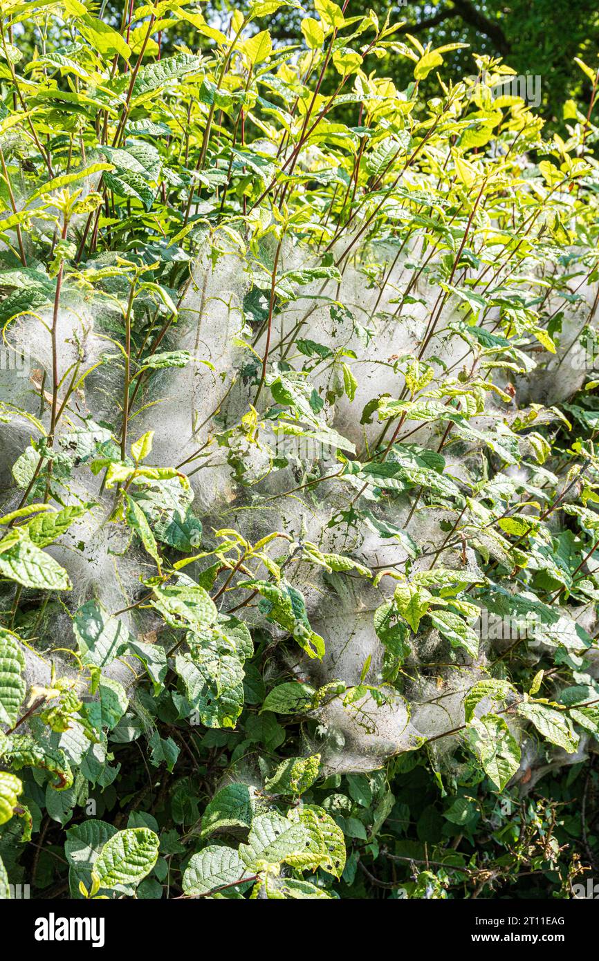 Une haie avec des toiles de soie ressemblant à des araignées (peut-être créées par des chenilles issues de papillons d'Ermine Yponomeutidae) au début de juin à Cumbria, Angleterre Royaume-Uni. Banque D'Images