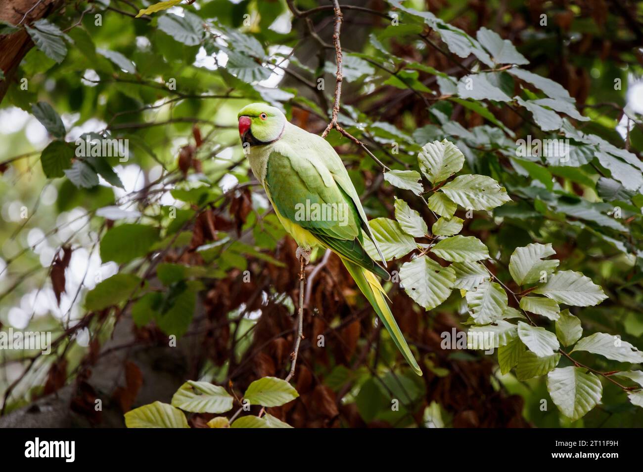 Une perruche verte à anneaux roses (Psittacula krameri) se fond dans les feuilles de hêtre environnantes, Londres, Royaume-Uni Banque D'Images