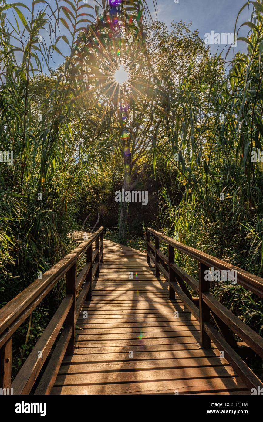 vue sur un pont en bois dans le parc national de krka vers un éclat de soleil à travers le feuillage vert Banque D'Images