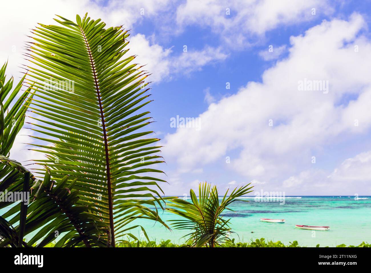 Paysage côtier avec des feuilles de palmier sous un ciel nuageux par une journée ensoleillée. Île de Mahé, Seychelles Banque D'Images