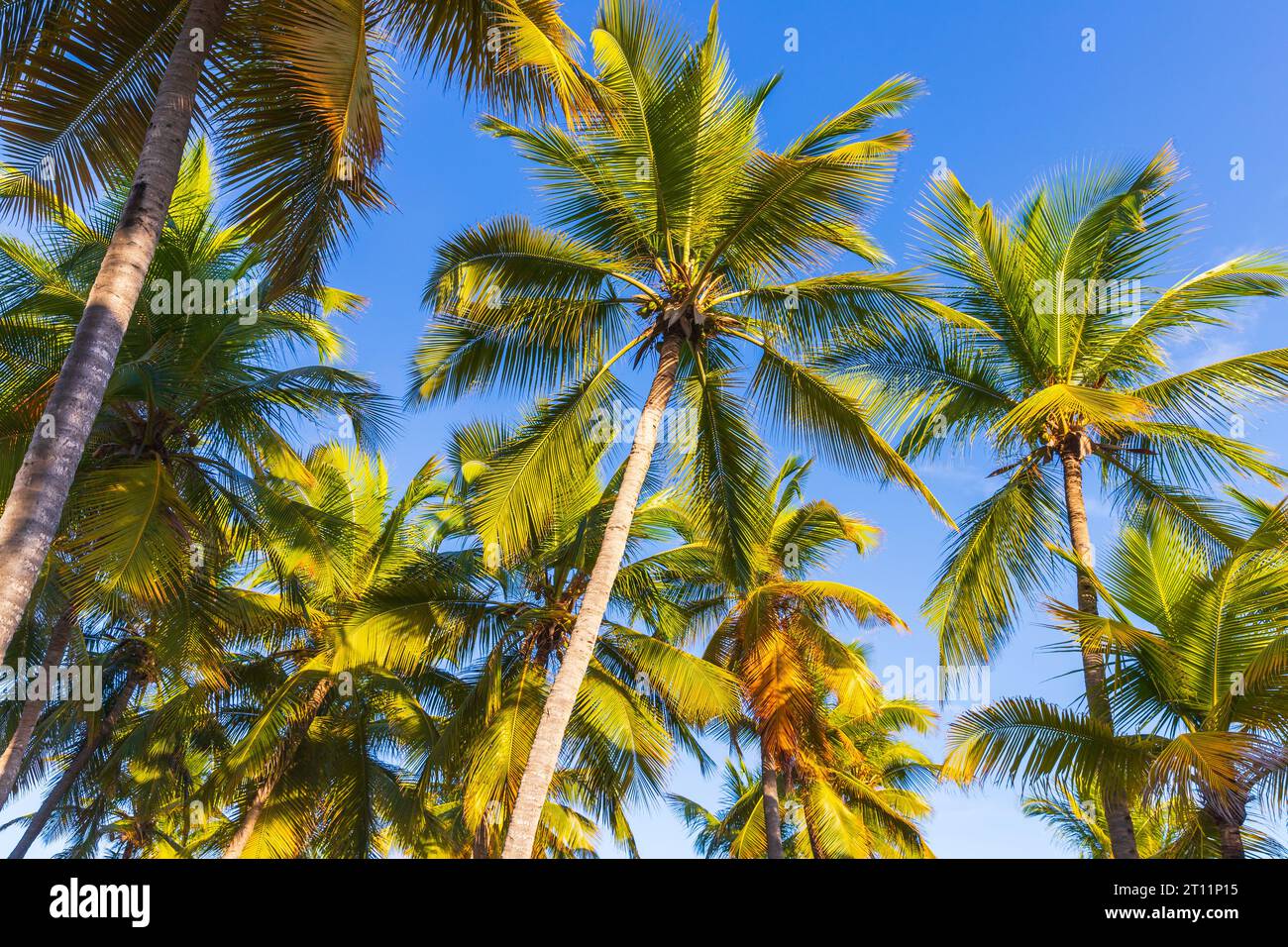 Photo de fond de nature tropicale avec des palmiers sous le ciel bleu sur une journée. Cocos nucifera Banque D'Images