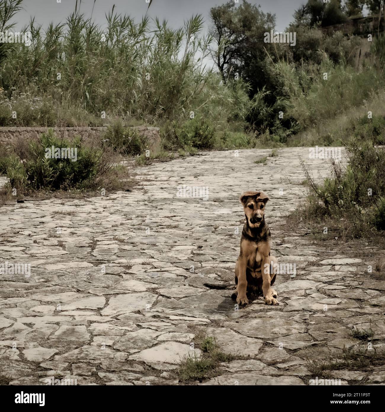 Joli jeune chien errant à Augusta, province de Syracuse, Sicile, Italie Banque D'Images