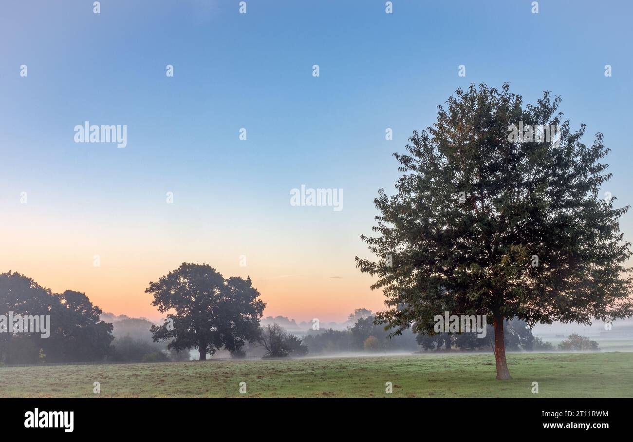 Misty Dawn dans la campagne du Cheshire, Royaume-Uni Banque D'Images