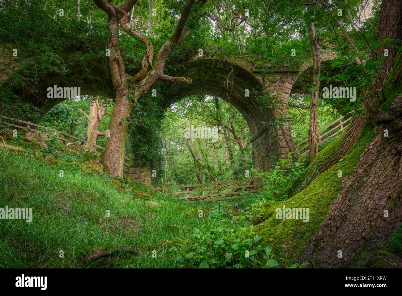 Abandoned Viaduct at Hoghton Bottoms, Preston, Lancashire, Royaume-Uni (prise de contrôle de la nature) Banque D'Images