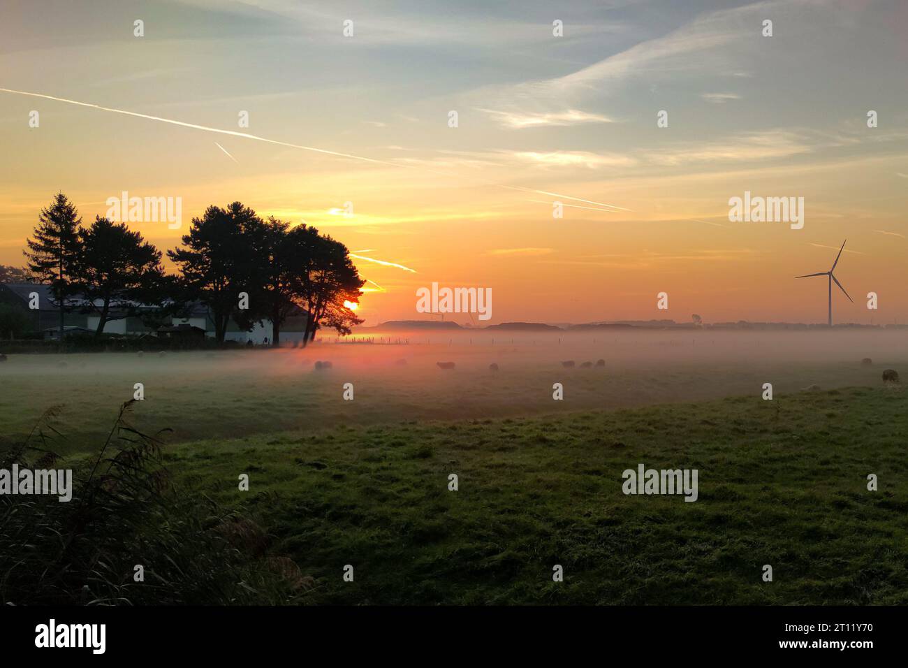 Moutons dans le brouillard bas pendant un lever de soleil d'automne Banque D'Images