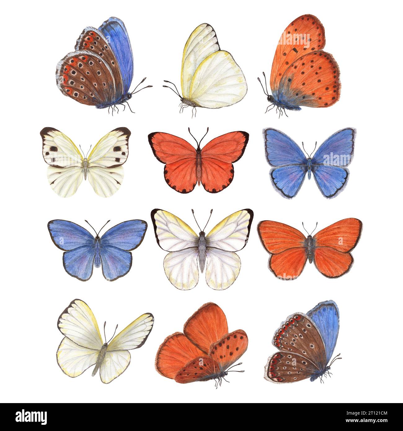 Ensemble de papillons flottants. Papillons bleus, orange, blancs. Cuivre, cuivre rare, chou. Illustration aquarelle pour impression, textile, mariage Banque D'Images