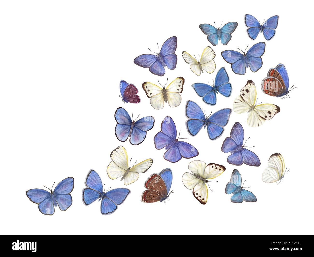 Aquarelle volant blanc, papillons bleus. Cuivre, cuivre rare, chou. Illustration dessinée à la main pour la conception de carte postale, modèle d'invitation, anniversaire Banque D'Images
