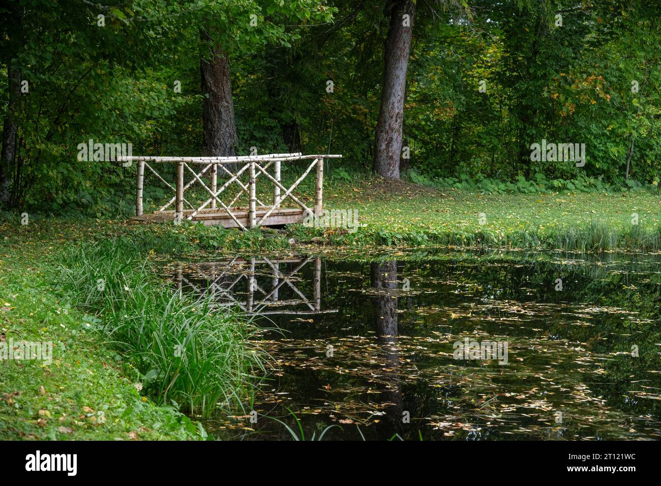 Pont sur un ruisseau, fait de bouleau blanc, près d'un étang forestier envahi. Banque D'Images