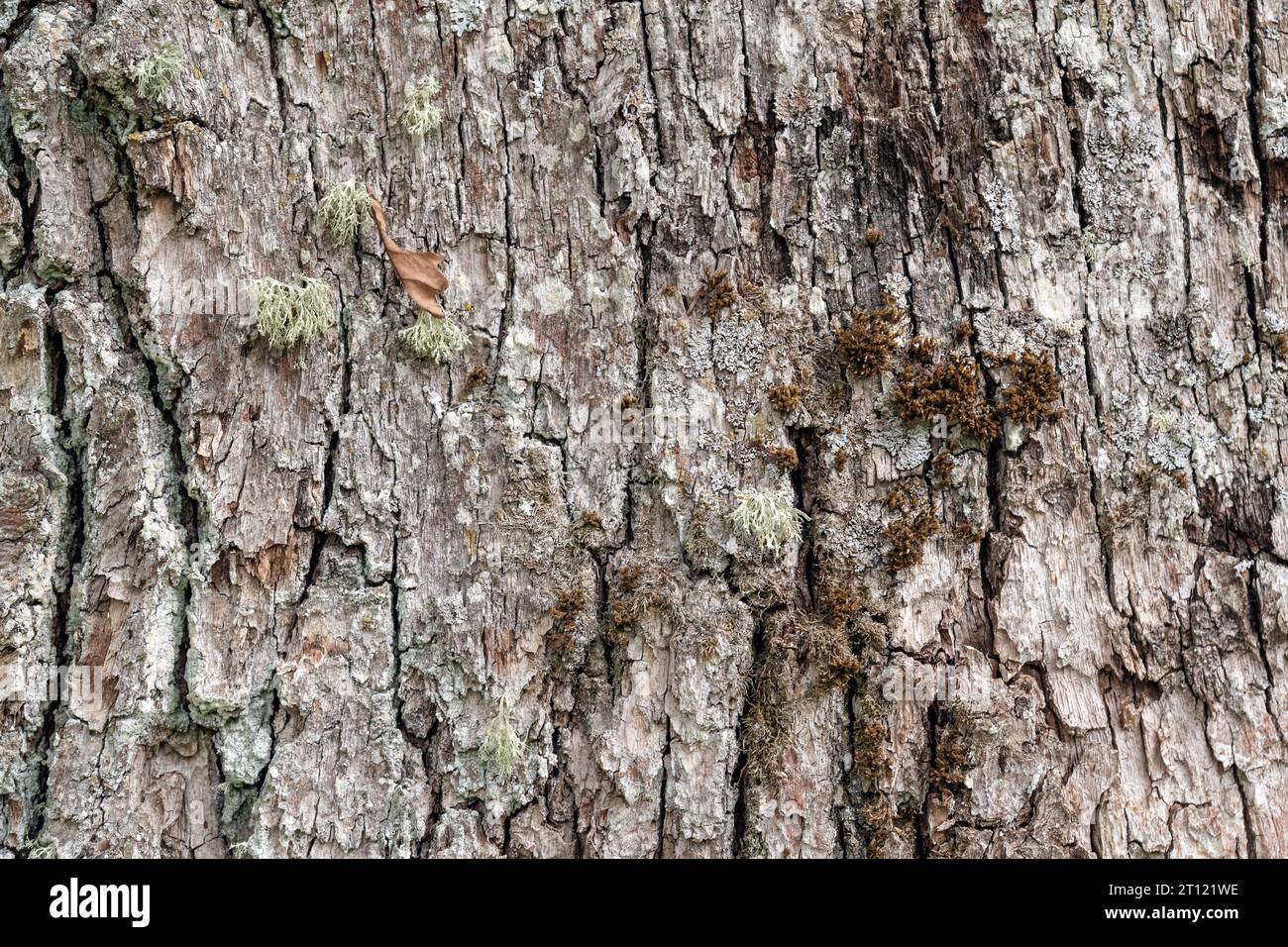 Écorce d'un vieux chêne pérenne recouvert de lichen, pour une utilisation comme fond abstrait et texture. Banque D'Images