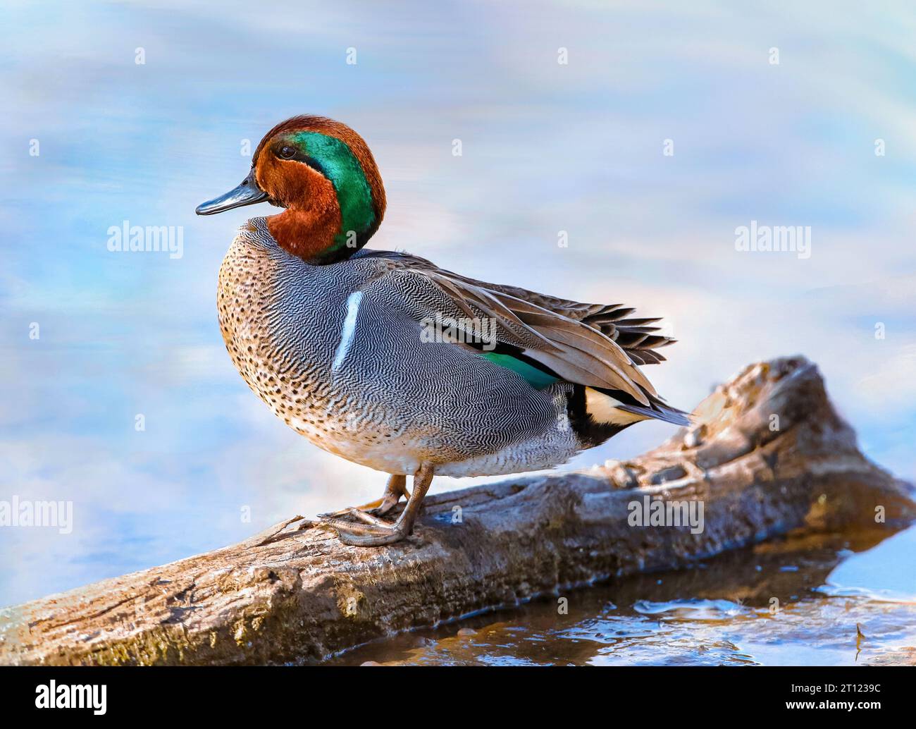 Un canard sarcelle à ailes vertes reposant au bord d'un marais. Un portrait en gros plan. Banque D'Images