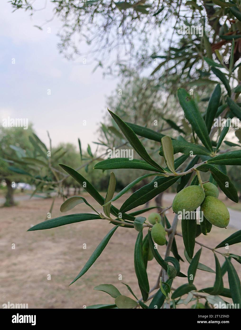 Olivenbaum Oliven im Fokus Italien Banque D'Images