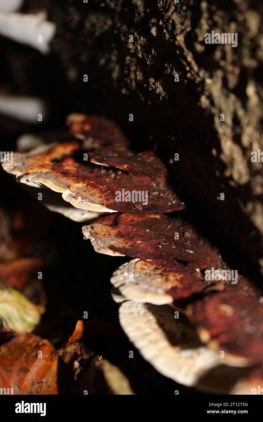 Blushing Bracket Fungus (Daedaleopsis confragosa) sur Tree Bark Banque D'Images