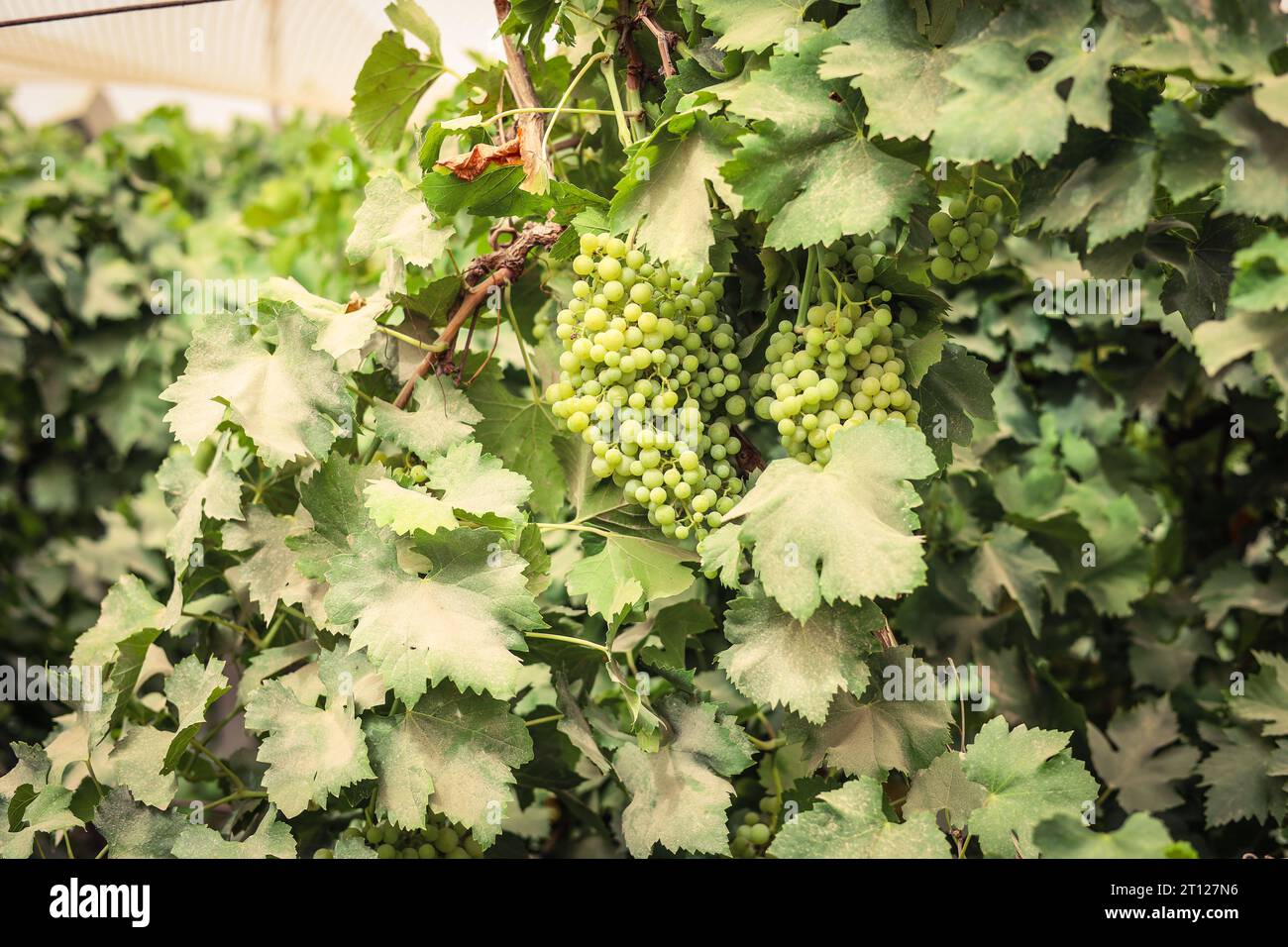 Gros plan de raisins suspendus à la branche. Raisins suspendus. Culture du raisin. Ferme de raisins. Savoureuses grappes de raisin vert accrochées à la branche. Raisins. Banque D'Images