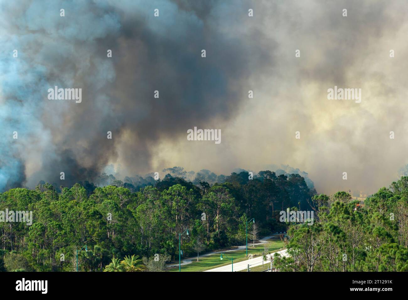 Feu de forêt dangereux brûlant sévèrement dans les bois de la jungle de Floride. Flammes chaudes dans une forêt dense. Atmosphère polluante de fumée toxique Banque D'Images