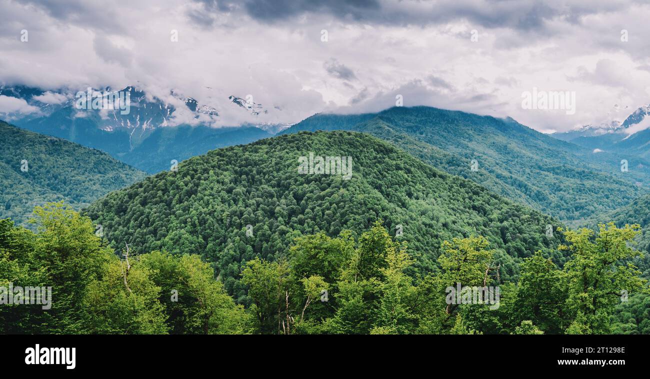 La forêt de montagne et nuages. Paysage panoramique d'été Banque D'Images