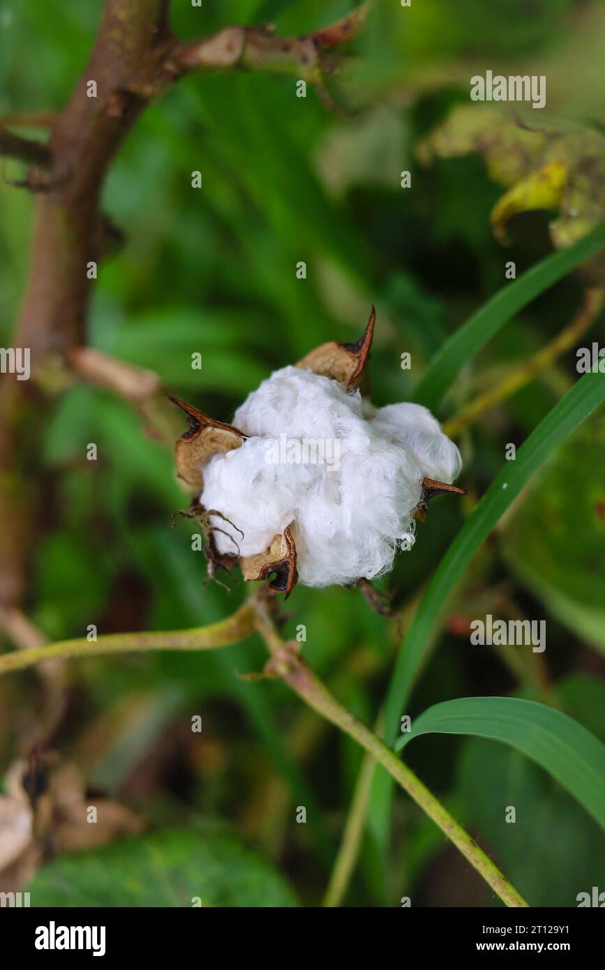 Gossypium herbaceum gros plan avec des gousses de graines fraîches.Boll de coton accroché à la plante.avec mise au point sélective sur le sujet. Gros plan de fleur de coton blanc Banque D'Images