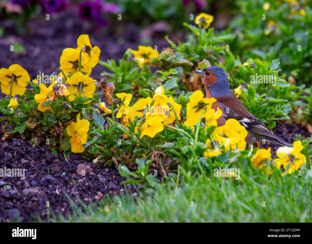 Charmant Chaffinch (Fringilla coelebs) trouvé à Dublin, la beauté naturelle de l'Irlande. Banque D'Images