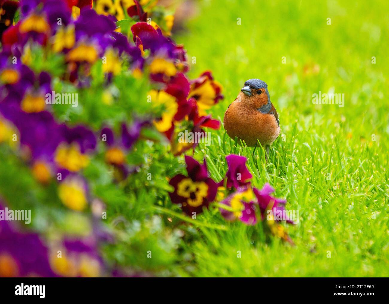 Charmant Chaffinch (Fringilla coelebs) trouvé à Dublin, la beauté naturelle de l'Irlande. Banque D'Images