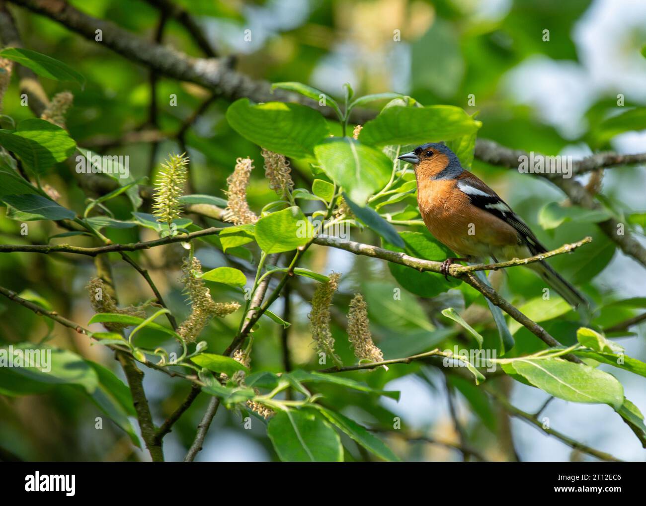 Charmant Chaffinch (Fringilla coelebs) trouvé à Dublin, la beauté naturelle de l'Irlande. Banque D'Images