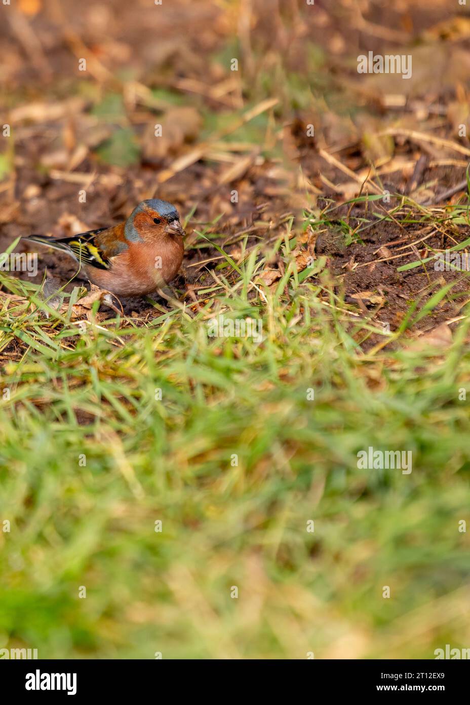 Charmant Chaffinch (Fringilla coelebs) trouvé à Dublin, la beauté naturelle de l'Irlande. Banque D'Images