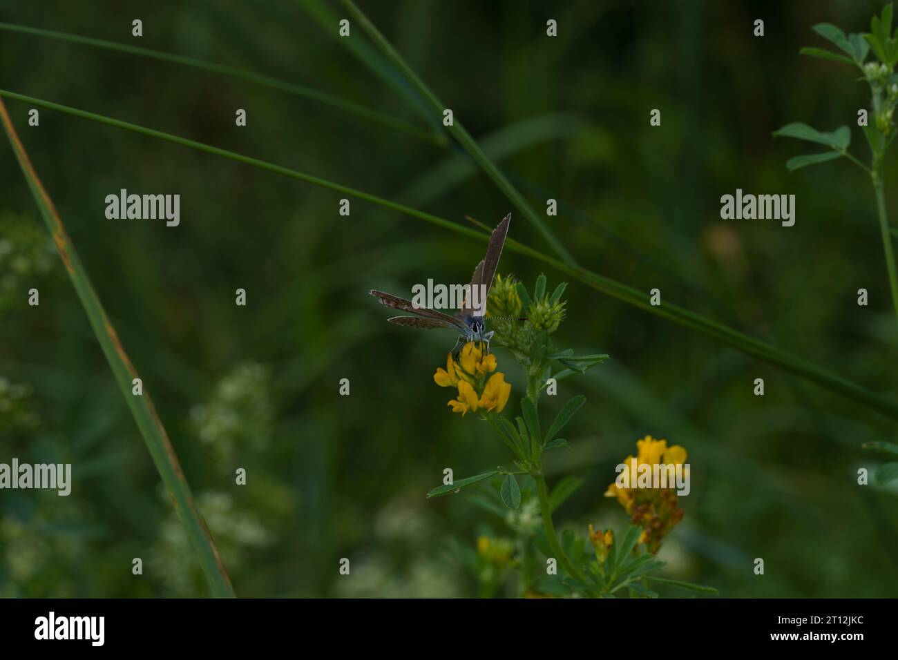 Polyommatus icarus famille Lycaenidae genre Polyommatus European Common Blue Butterfly nature sauvage photographie d'insectes, image, papier peint Banque D'Images